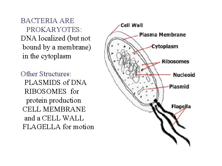 BACTERIA ARE PROKARYOTES: DNA localized (but not bound by a membrane) in the cytoplasm