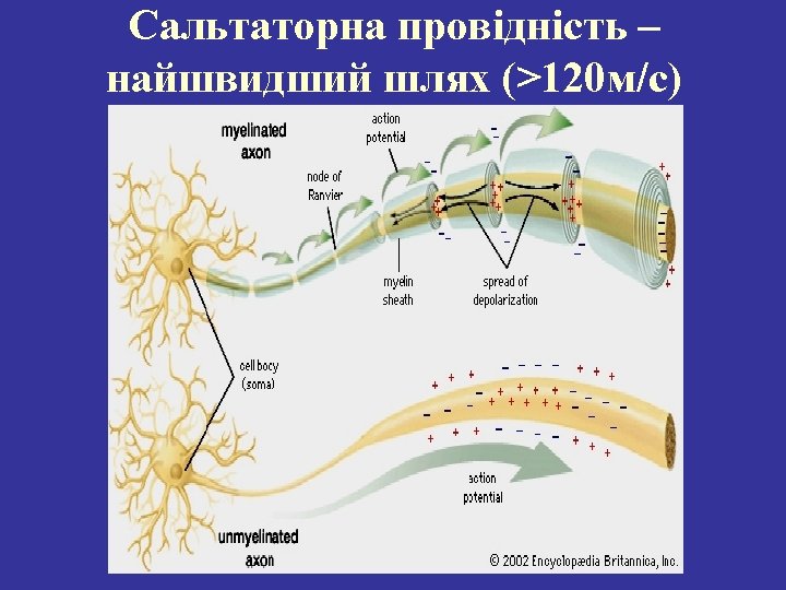 Membrane potential Difference of charges across the plasma