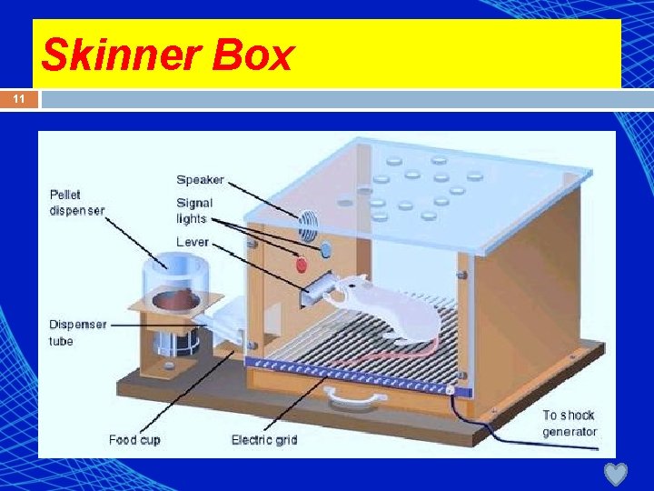 Skinner Box 11 