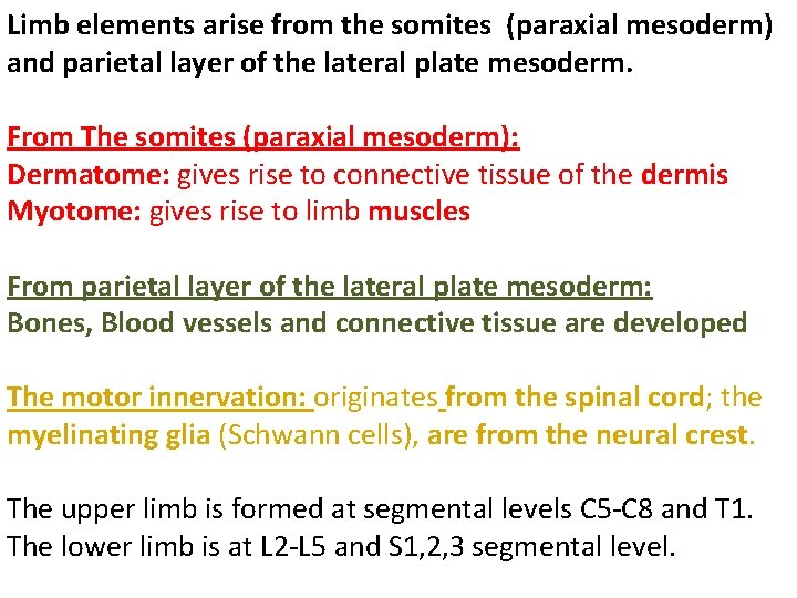 Limb elements arise from the somites (paraxial mesoderm) and parietal layer of the lateral