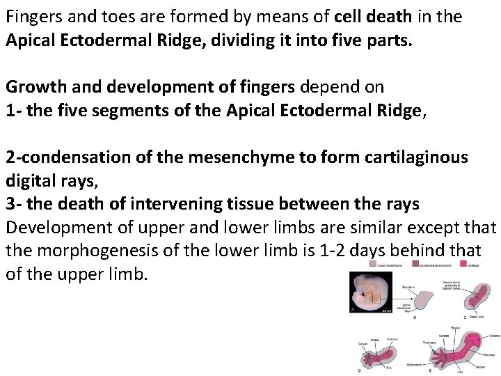 Fingers and toes are formed by means of cell death in the Apical Ectodermal