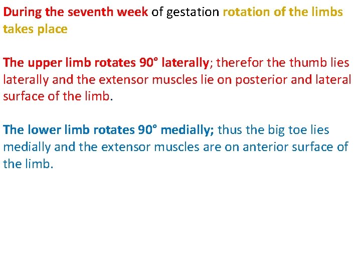 During the seventh week of gestation rotation of the limbs takes place The upper