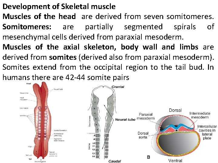 Development of Skeletal muscle Muscles of the head are derived from seven somitomeres. Somitomeres: