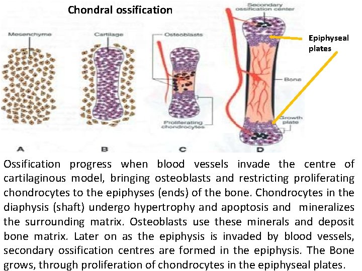 Chondral ossification Epiphyseal plates Ossification progress when blood vessels invade the centre of cartilaginous