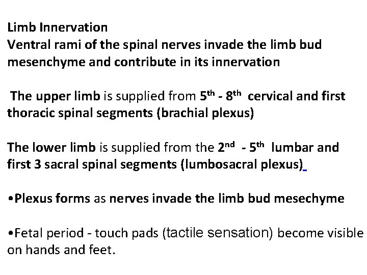 Limb Innervation Ventral rami of the spinal nerves invade the limb bud mesenchyme and