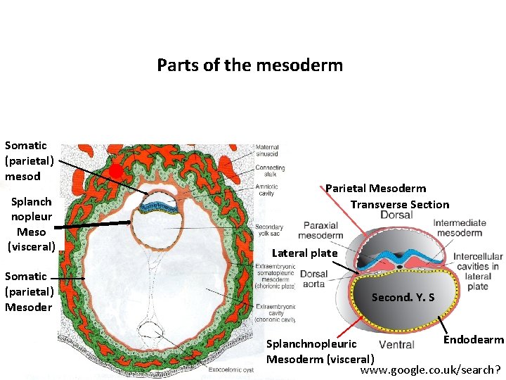 Parts of the mesoderm Somatic (parietal) mesod Splanch nopleur Meso (visceral) Somatic (parietal) Mesoder