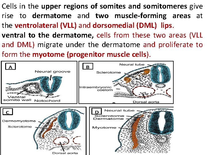Cells in the upper regions of somites and somitomeres give rise to dermatome and