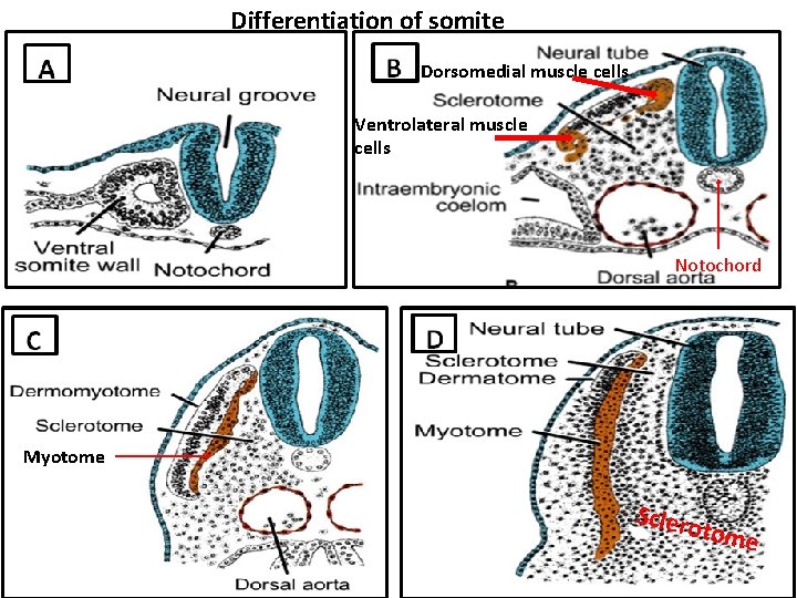 Differentiation of somite Dorsomedial muscle cells Ventrolateral muscle cells Notochord Myotome Sclero tome 