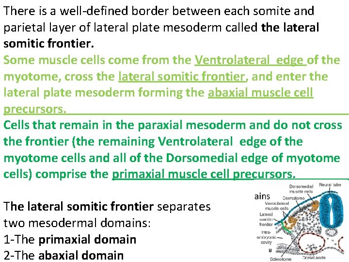 There is a well-defined border between each somite and parietal layer of lateral plate