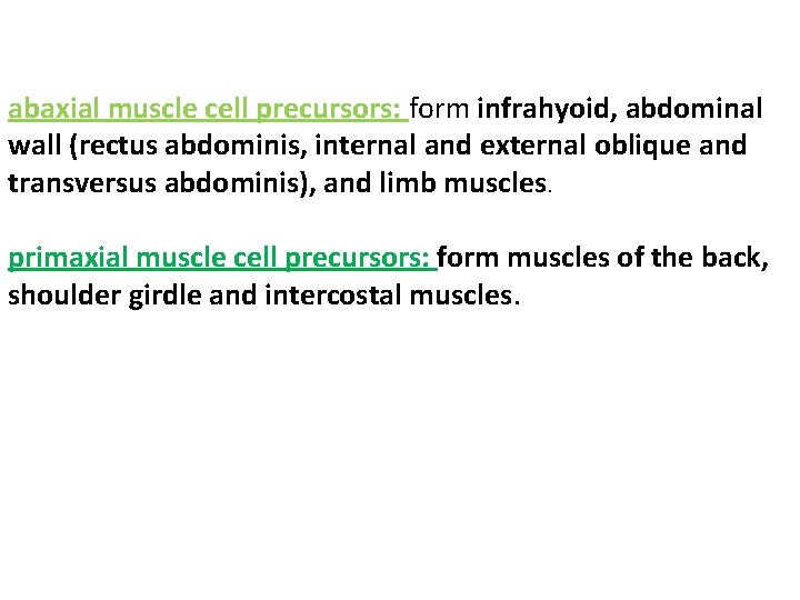 abaxial muscle cell precursors: form infrahyoid, abdominal wall (rectus abdominis, internal and external oblique