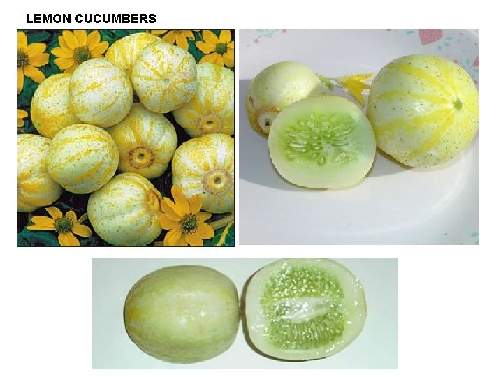 LEMON CUCUMBERS 