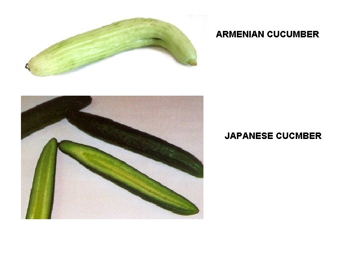 ARMENIAN CUCUMBER JAPANESE CUCMBER 
