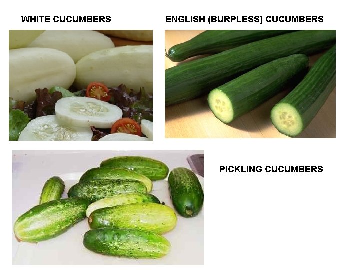 WHITE CUCUMBERS ENGLISH (BURPLESS) CUCUMBERS PICKLING CUCUMBERS 