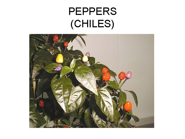 PEPPERS (CHILES) 