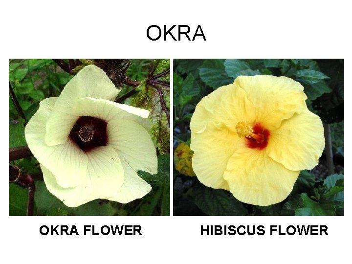 OKRA FLOWER HIBISCUS FLOWER 