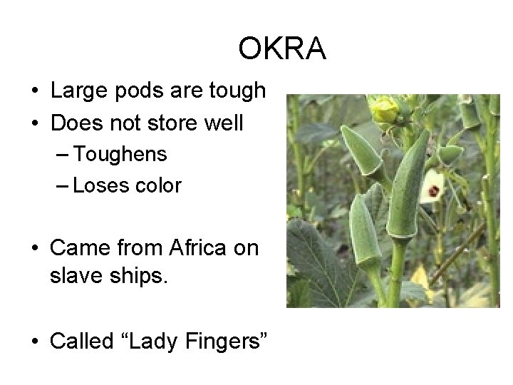 OKRA • Large pods are tough • Does not store well – Toughens –