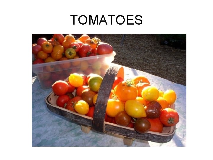 TOMATOES 