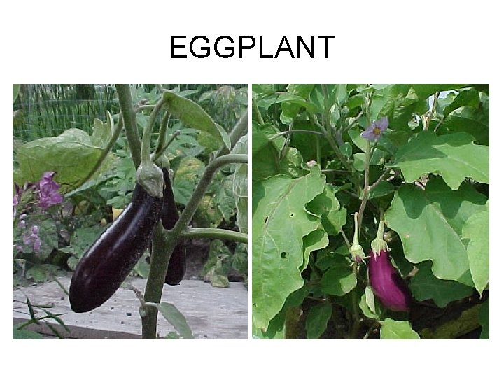 EGGPLANT 