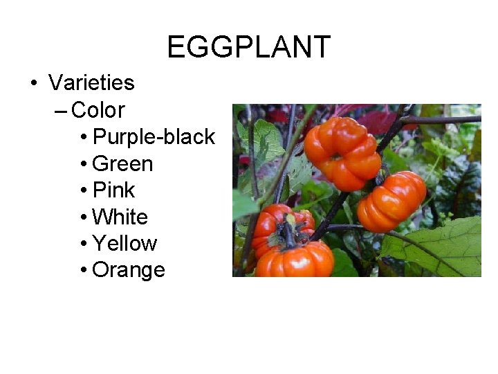 EGGPLANT • Varieties – Color • Purple-black • Green • Pink • White •
