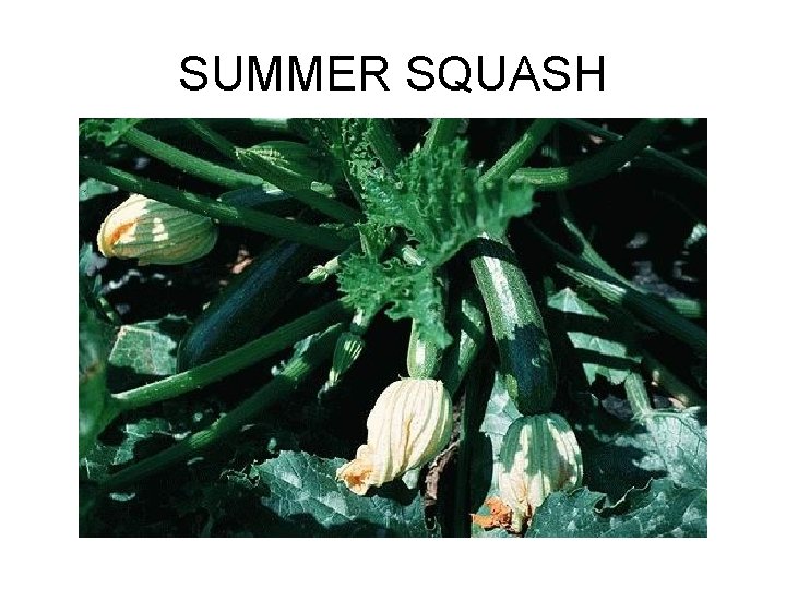 SUMMER SQUASH 