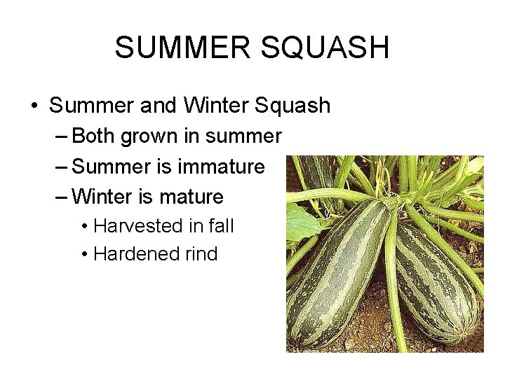 SUMMER SQUASH • Summer and Winter Squash – Both grown in summer – Summer