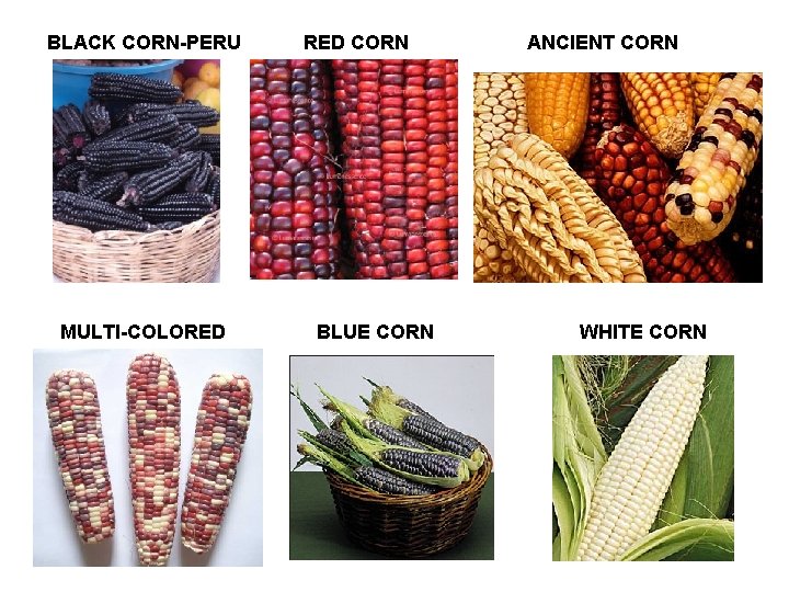 BLACK CORN-PERU MULTI-COLORED CORN BLUE CORN ANCIENT CORN WHITE CORN 