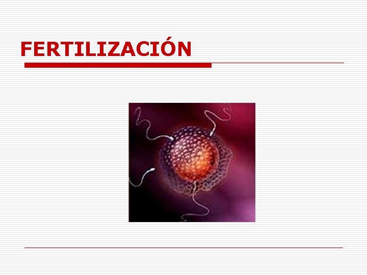 FERTILIZACIÓN 