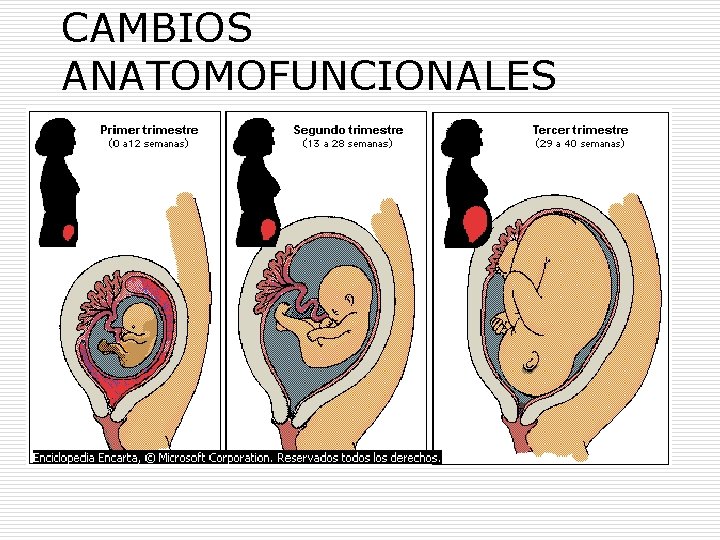 CAMBIOS ANATOMOFUNCIONALES 