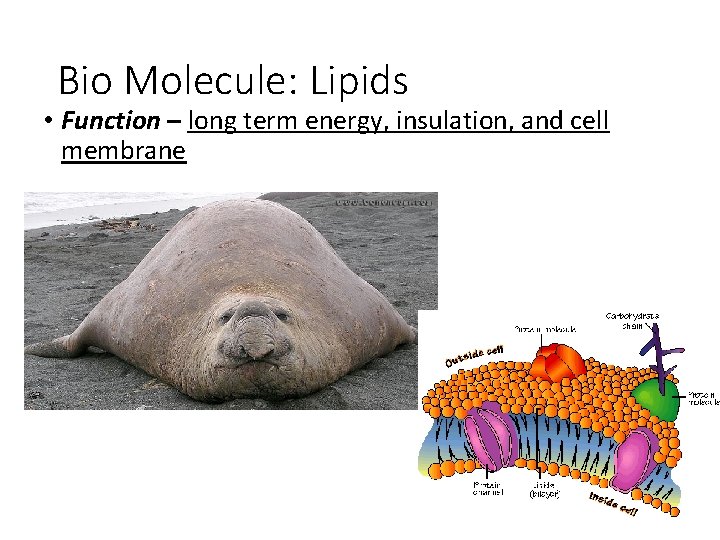 Bio Molecule: Lipids • Function – long term energy, insulation, and cell membrane 