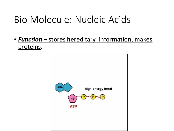 Bio Molecule: Nucleic Acids • Function – stores hereditary information, makes proteins. 