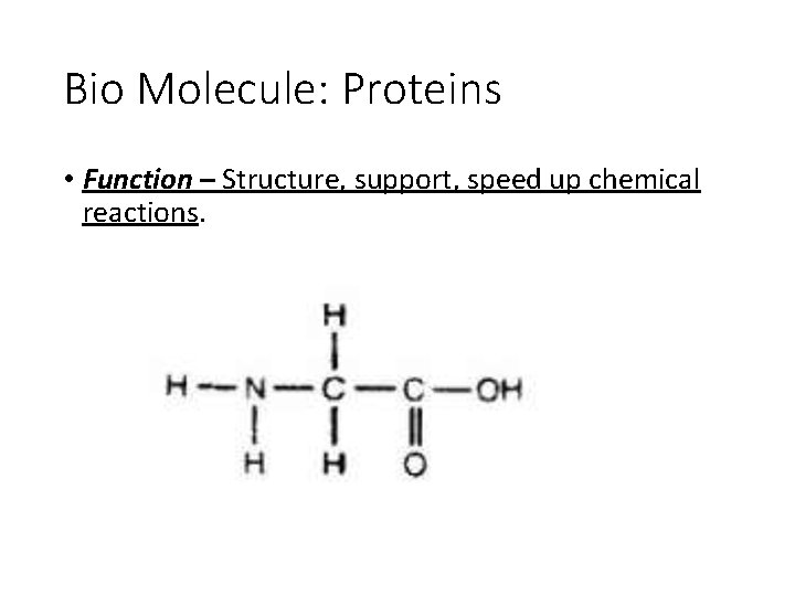 Bio Molecule: Proteins • Function – Structure, support, speed up chemical reactions. 