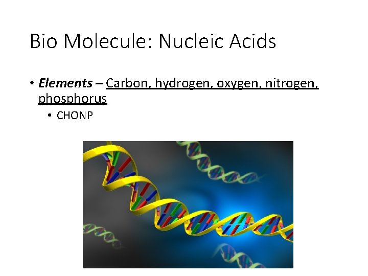 Bio Molecule: Nucleic Acids • Elements – Carbon, hydrogen, oxygen, nitrogen, phosphorus • CHONP