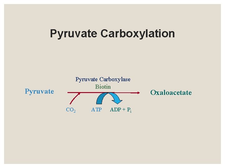 Pyruvate Carboxylation Pyruvate Carboxylase Biotin CO 2 ATP ADP + Pi Oxaloacetate 