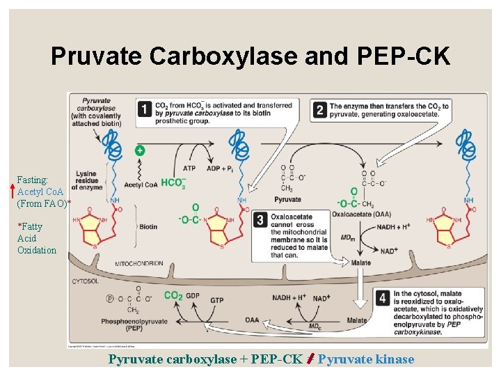 Pruvate Carboxylase and PEP-CK Fasting: Acetyl Co. A (From FAO)* *Fatty Acid Oxidation Pyruvate