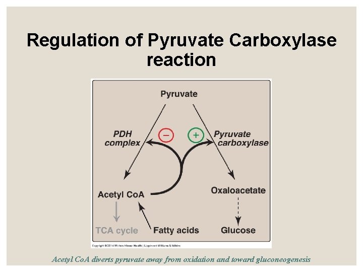 Regulation of Pyruvate Carboxylase reaction Acetyl Co. A diverts pyruvate away from oxidation and