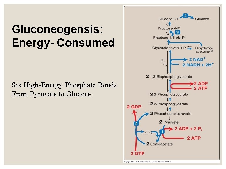 Gluconeogensis: Energy- Consumed Six High-Energy Phosphate Bonds From Pyruvate to Glucose 