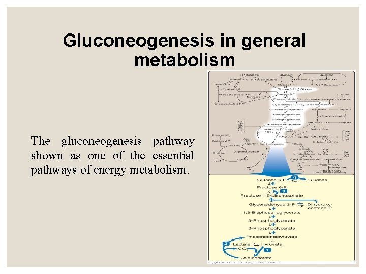 Gluconeogenesis in general metabolism The gluconeogenesis pathway shown as one of the essential pathways