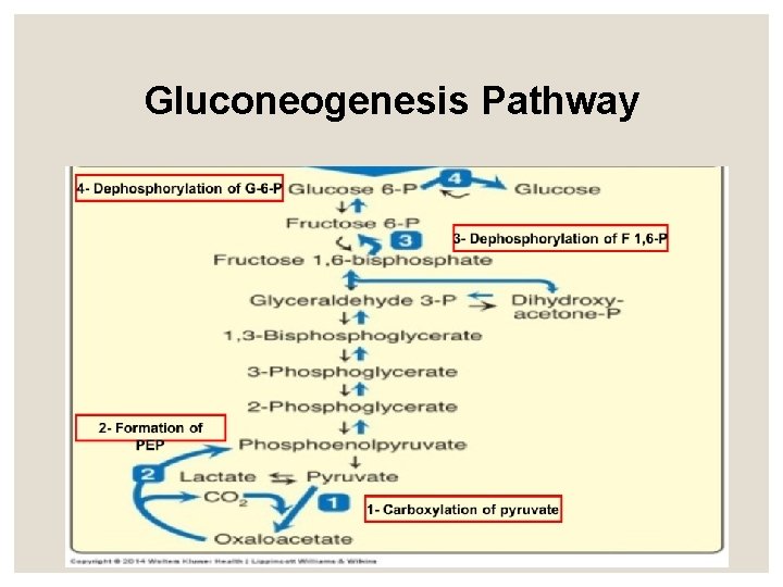 Gluconeogenesis Pathway 