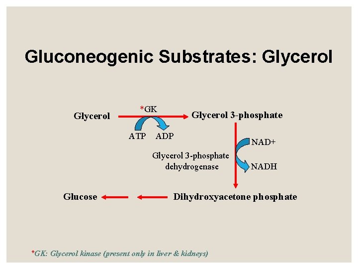 Gluconeogenic Substrates: Glycerol *GK ATP Glycerol 3 -phosphate ADP Glycerol 3 -phosphate dehydrogenase Glucose