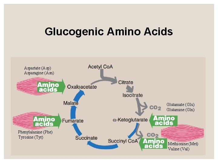 Glucogenic Amino Acids Aspartate (Asp) Asparagine (Asn) Glutamate (Glu) Glutamine (Gln) Phenylalanine (Phe) Tyrosine