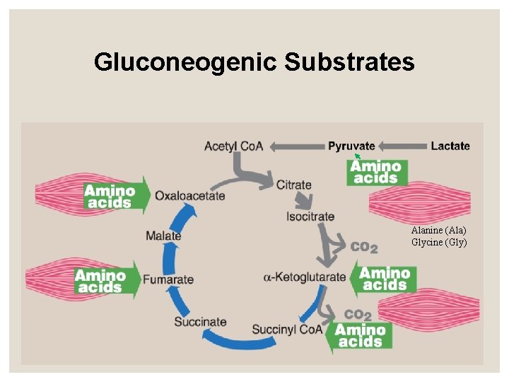 Gluconeogenic Substrates Alanine (Ala) Glycine (Gly) 