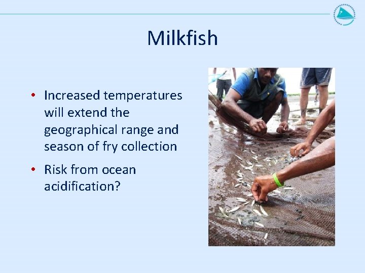Milkfish • Increased temperatures will extend the geographical range and season of fry collection