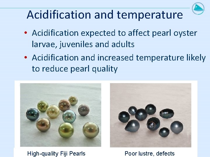 Acidification and temperature • Acidification expected to affect pearl oyster larvae, juveniles and adults