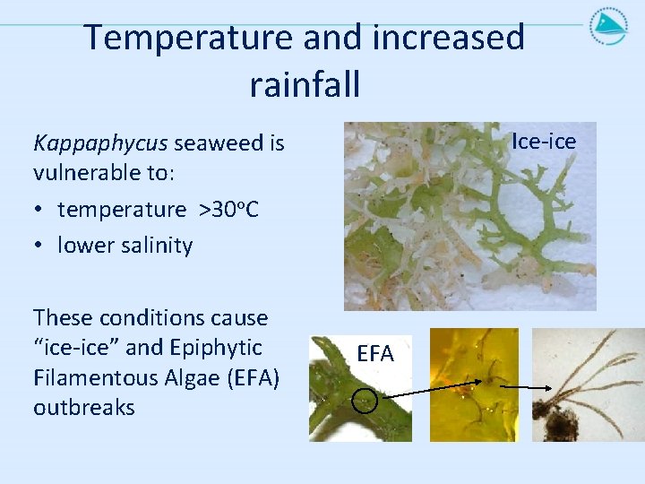Temperature and increased rainfall Ice-ice Kappaphycus seaweed is vulnerable to: • temperature >30 o.