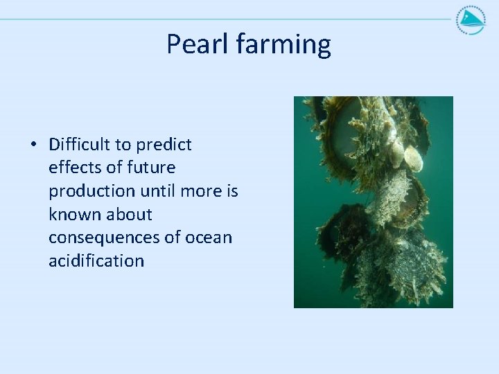 Pearl farming • Difficult to predict effects of future production until more is known