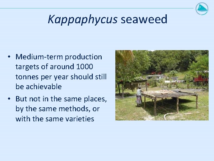 Kappaphycus seaweed • Medium-term production targets of around 1000 tonnes per year should still