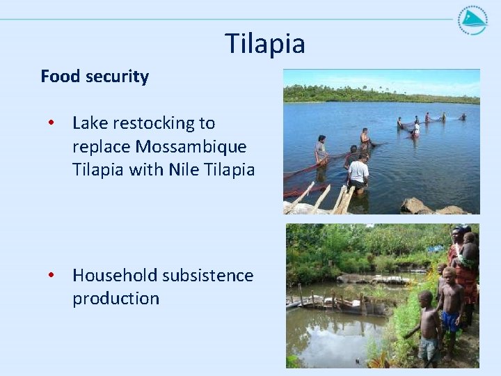 Tilapia Food security • Lake restocking to replace Mossambique Tilapia with Nile Tilapia •