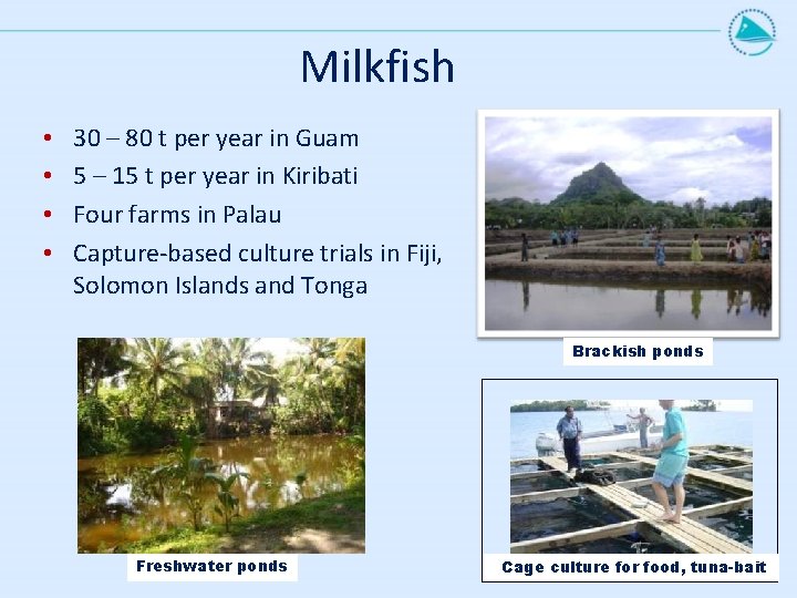 Milkfish • • 30 – 80 t per year in Guam 5 – 15