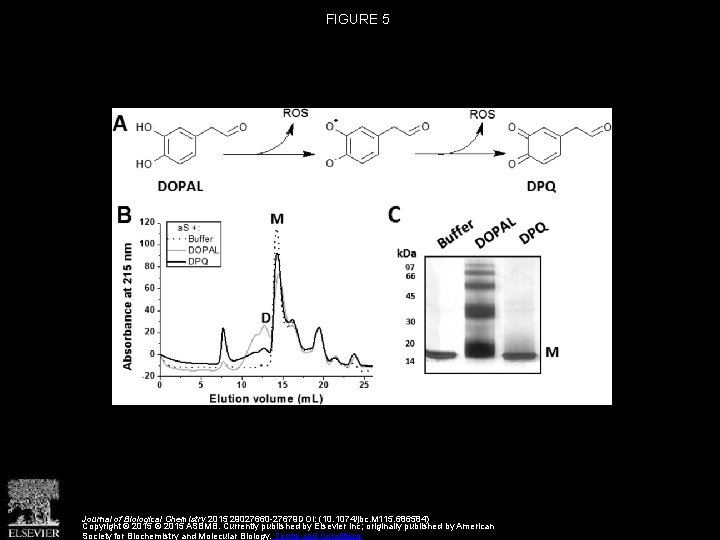 FIGURE 5 Journal of Biological Chemistry 2015 29027660 -27679 DOI: (10. 1074/jbc. M 115.