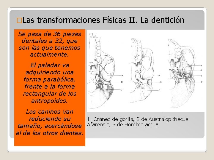 �Las transformaciones Físicas II. La dentición Se pasa de 36 piezas dentales a 32,